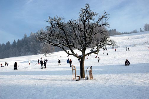Hinter Albis sled run  (Jan 2006)