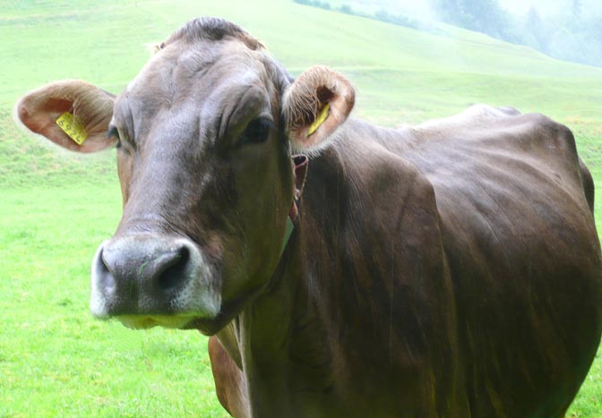 Proud Bessie-li  -- on a dairy farm near Sihlbrugg  (2007)
