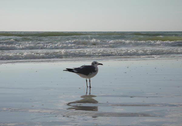bird on the beach -- Indian Rocks Beach, Florida  (2007)