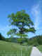 Majestic tree against a clear blue sky  (2004)