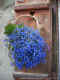 flowers on a weathered old window shutter (2005)