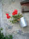 flowers in old tin bucket hanging from a window sill (2005)