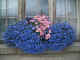 flowers decorating a weathered old window (2005)