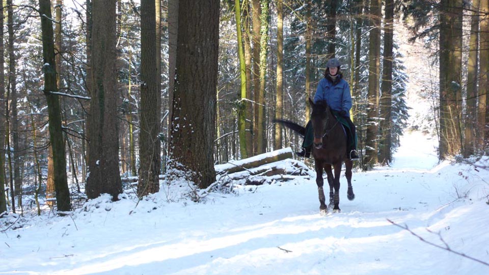 Sharing the trail deep in the forest  (2009)