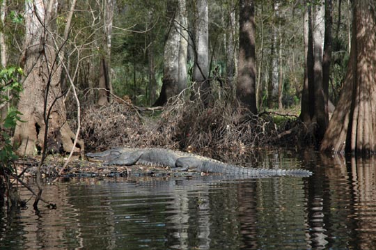 Canoeing on the Hillsborough River  (Nov 05)