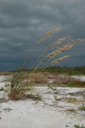 Honeymoon Island, Florida  (2006)